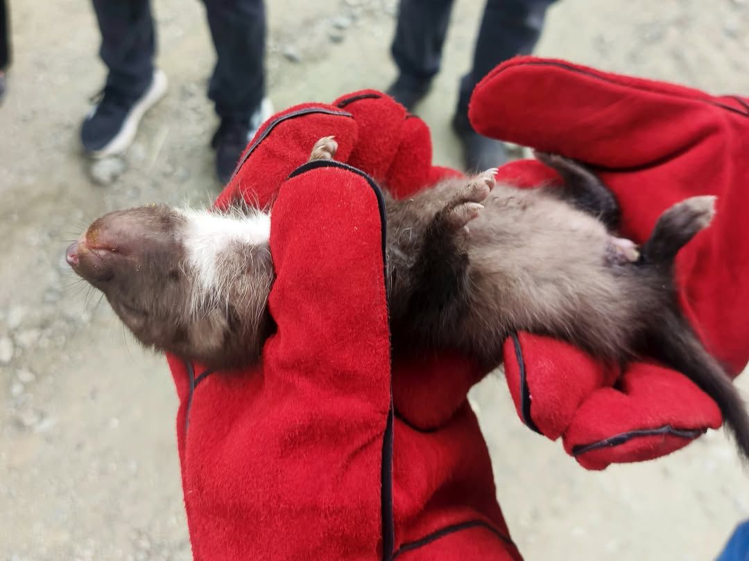 Doğanşehir’de annesini kaybettiği belirlenen yavru sansar, ekiplerce koruma altına alındı.