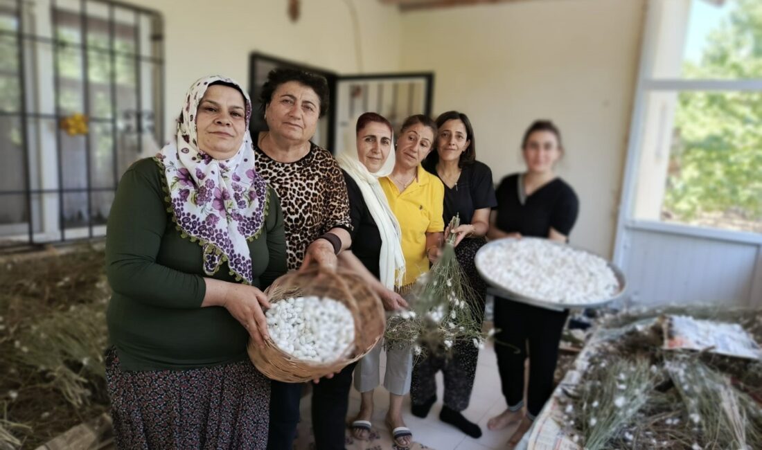 Hekimhanlı Kadınlar İpek Böceği Yetiştiriciliğine Yöneliyor Hekimhan Kadın Kooperatifi, kadın emeğini üretime kazandırmak ve ilçe ekonomisine