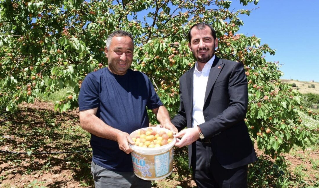 Geçen yıl zirai don nedeniyle ürün alınamayan Malatya’da bu sezonun