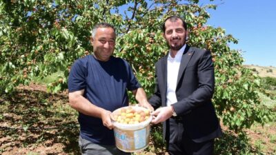 Geçen yıl zirai don nedeniyle ürün alınamayan Malatya’da bu sezonun
