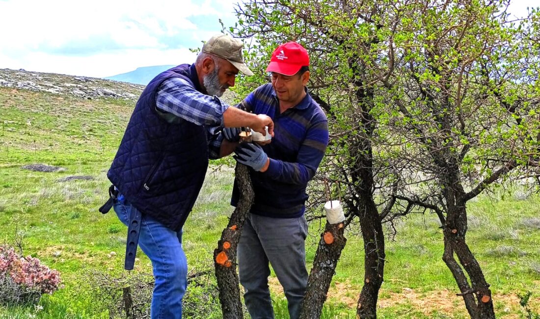 Yaban Ağaçları Aşıyla Meyveye Dönüştürülüyor Malatya’nın Ilıca Mahallesi’nde gönüllü vatandaşlar tarafından başlatılan çalışma kapsamında doğada
