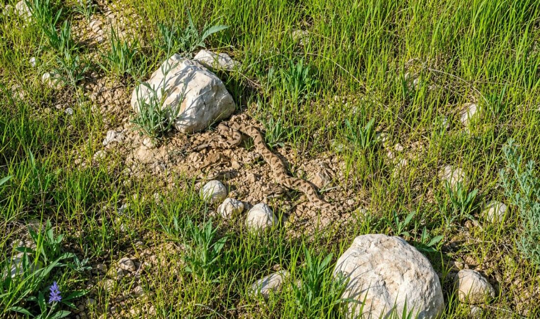 Yaz Mevsimiyle Birlikte Engerekler Gün Yüzüne Çıktı Darende ilçesine bağlı Irmaklı Mahallesi’nde görüntülenen engerek yılanı, yaz mevsiminin