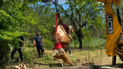 Malatya’nın Battalgazi ilçesine bağlı Orduzu Mahallesi’nde sulama havuzuna düşen gebe