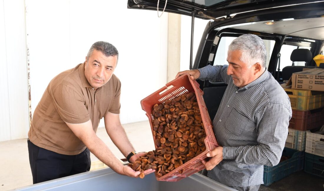 Malatya Ticaret Borsası Başkanı Ramazan Özcan, hasadı süren kayısının sağlıklı