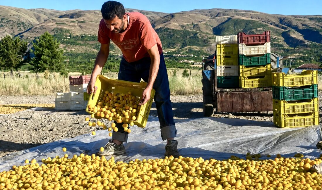 Battalgazi Ziraat Odası Başkanı Bayram Alışık, Malatya’da kayısı üreticilerinin yıllardır