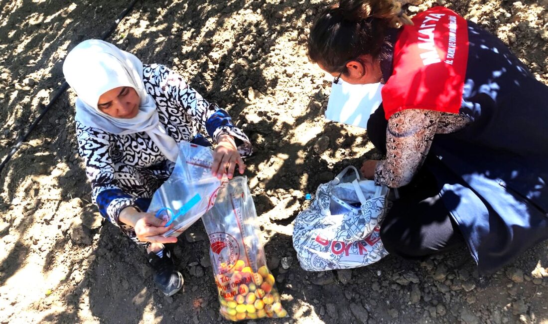 Malatya’da başta kayısı olmak üzere bitkisel üretimde pestisit denetimleri sürüyor.