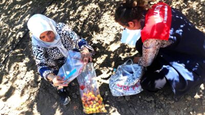 Malatya’da başta kayısı olmak üzere bitkisel üretimde pestisit denetimleri sürüyor.