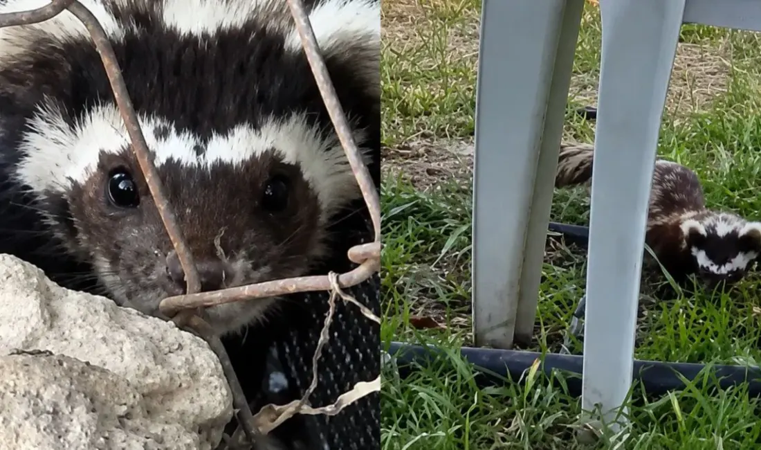 Malatya’da bahçesine giren alaca kokarcayı fark eden bir vatandaş, nadir