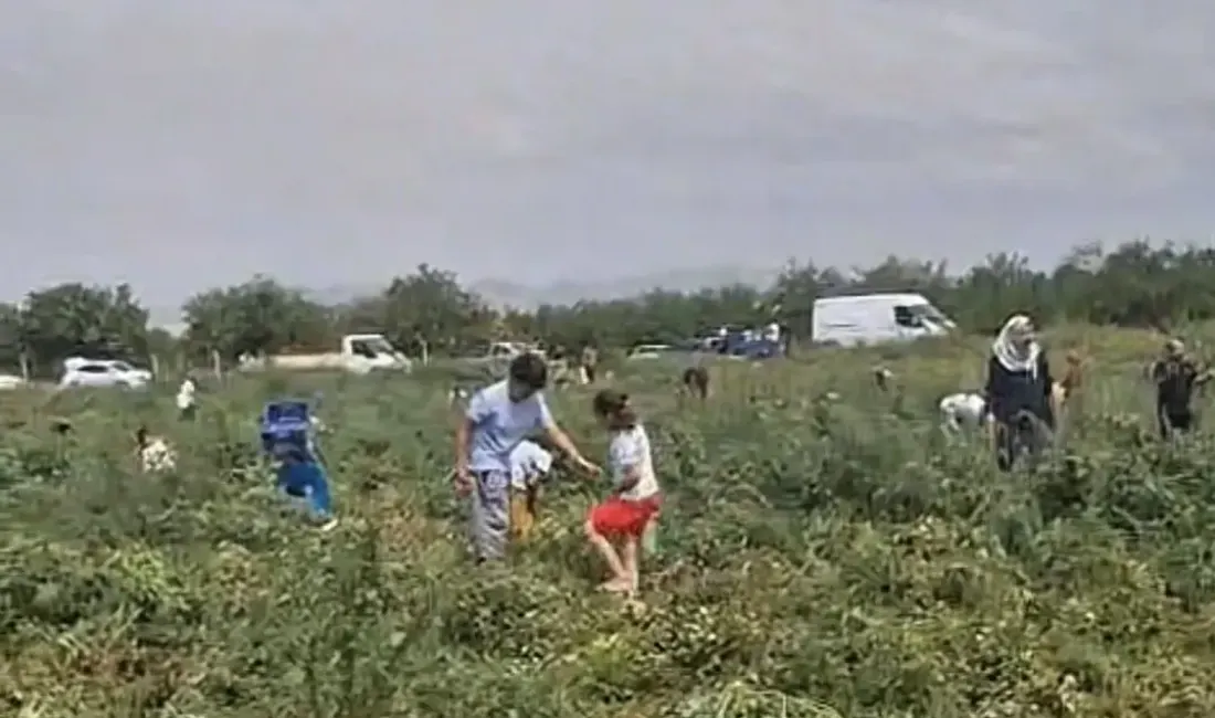 Malatya’da yaklaşık 40 dönüm araziye domates eken çiftçi, ürününü satamayınca