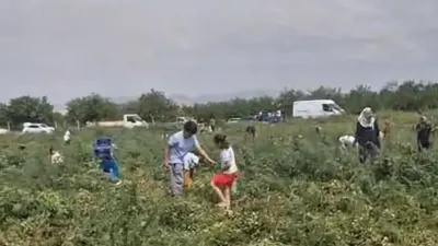 Malatya’da yaklaşık 40 dönüm araziye domates eken çiftçi, ürününü satamayınca