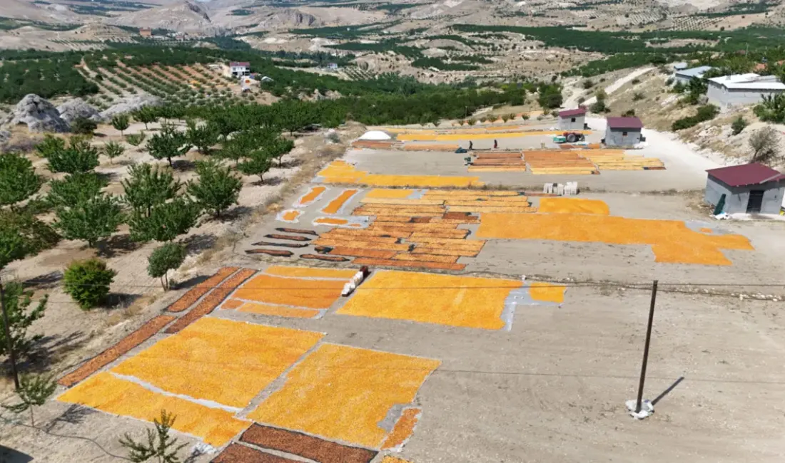 Malatya’nın birçok ilçesinde kayısı hasadı sona ererken, Hekimhan ilçesine bağlı