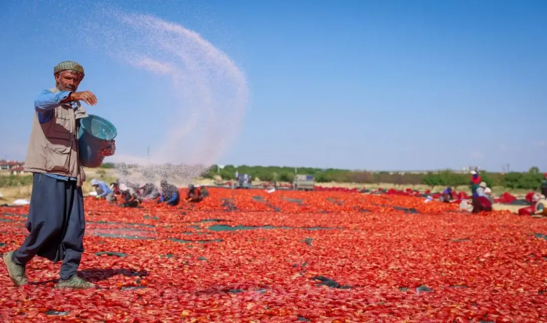 Malatya’nın Akçadağ ilçesinde 350 dekarlık alanda organik kurutmalık domates üretiliyor.