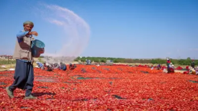 Malatya’nın Akçadağ ilçesinde 350 dekarlık alanda organik kurutmalık domates üretiliyor.