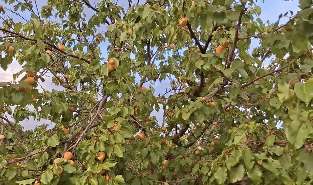 Geç çiçek açan kayısı ağaçları, nisan ayındaki zirai dondan etkilenmeden