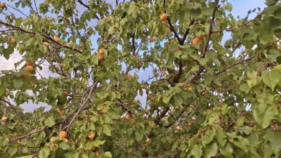 Geç çiçek açan kayısı ağaçları, nisan ayındaki zirai dondan etkilenmeden