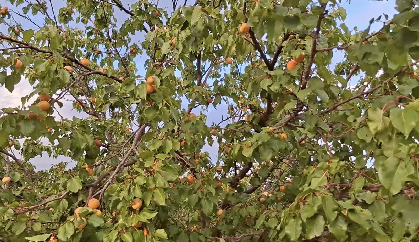 Geç çiçek açan kayısı ağaçları, nisan ayındaki zirai dondan etkilenmeden