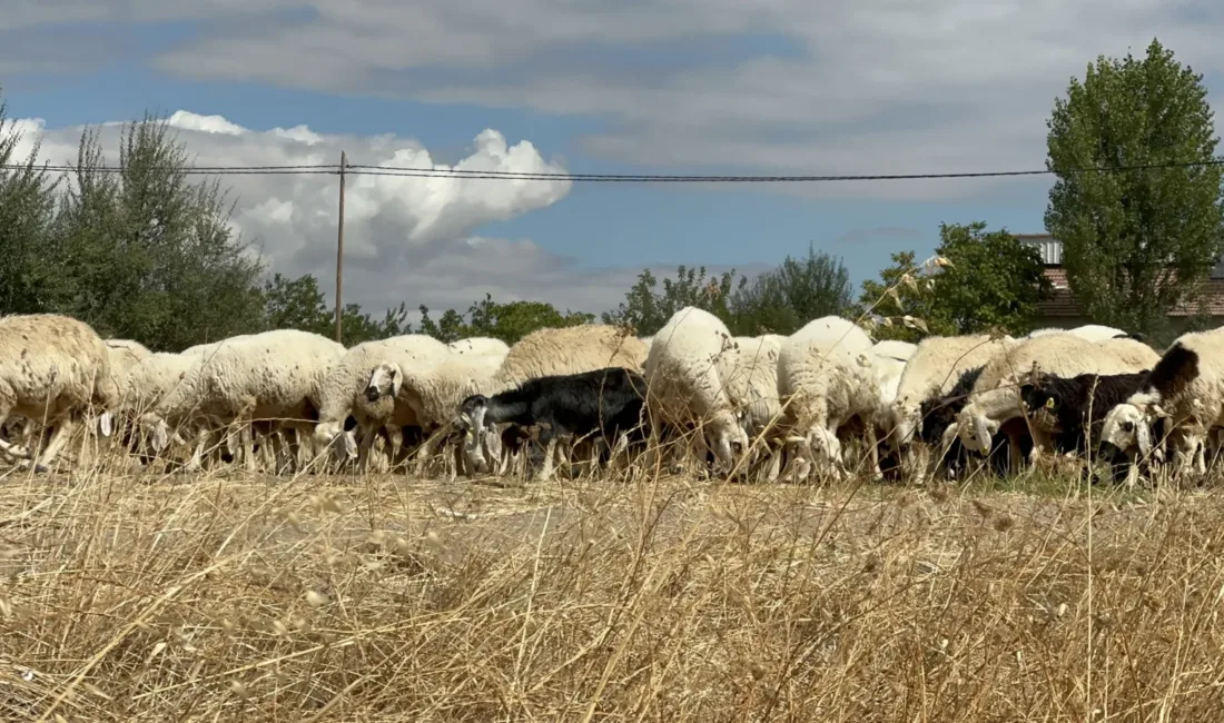 Yazıhan’daki koç katımı programında yetiştiriciler, mera yetersizliği ve 45-50 bin