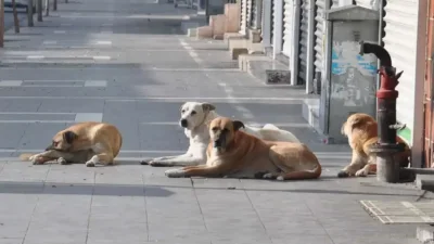 Eylül boyunca sürecek ortak denetimlerde belediyelerin barınak ve sahipsiz hayvan