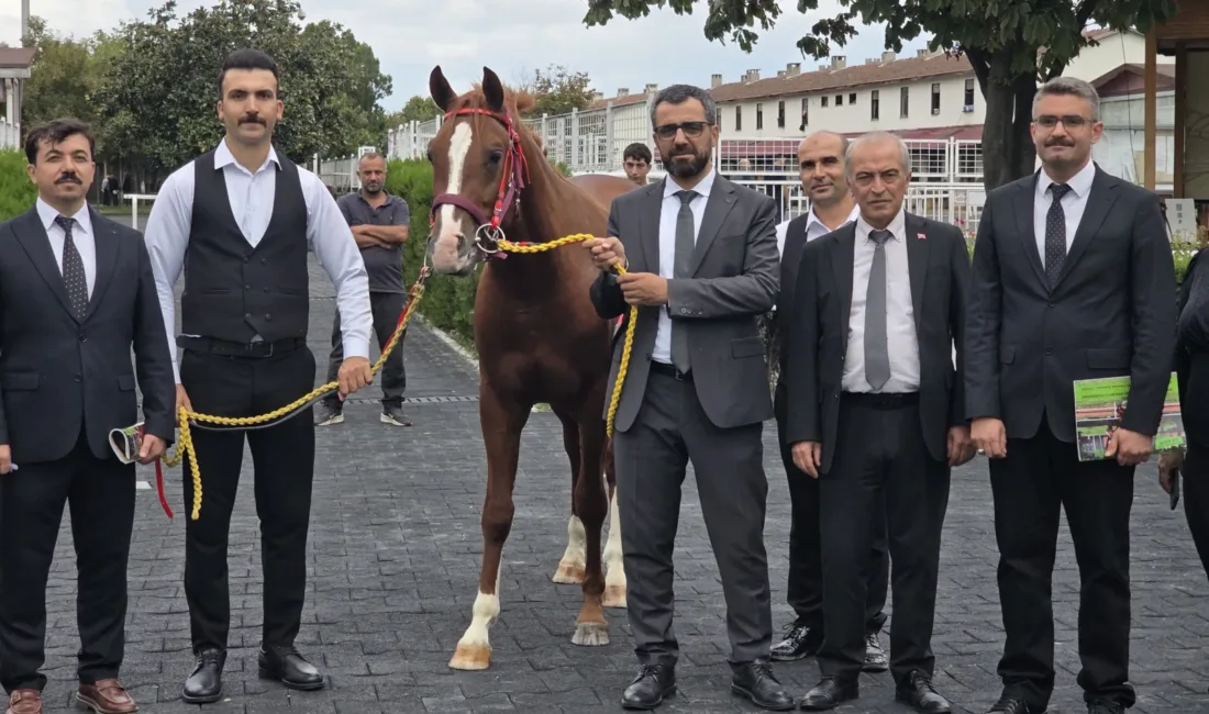 İstanbul’daki açık artırmada satışa sunulan 15 elit erkek taydan 13’ü