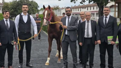 İstanbul’daki açık artırmada satışa sunulan 15 elit erkek taydan 13’ü