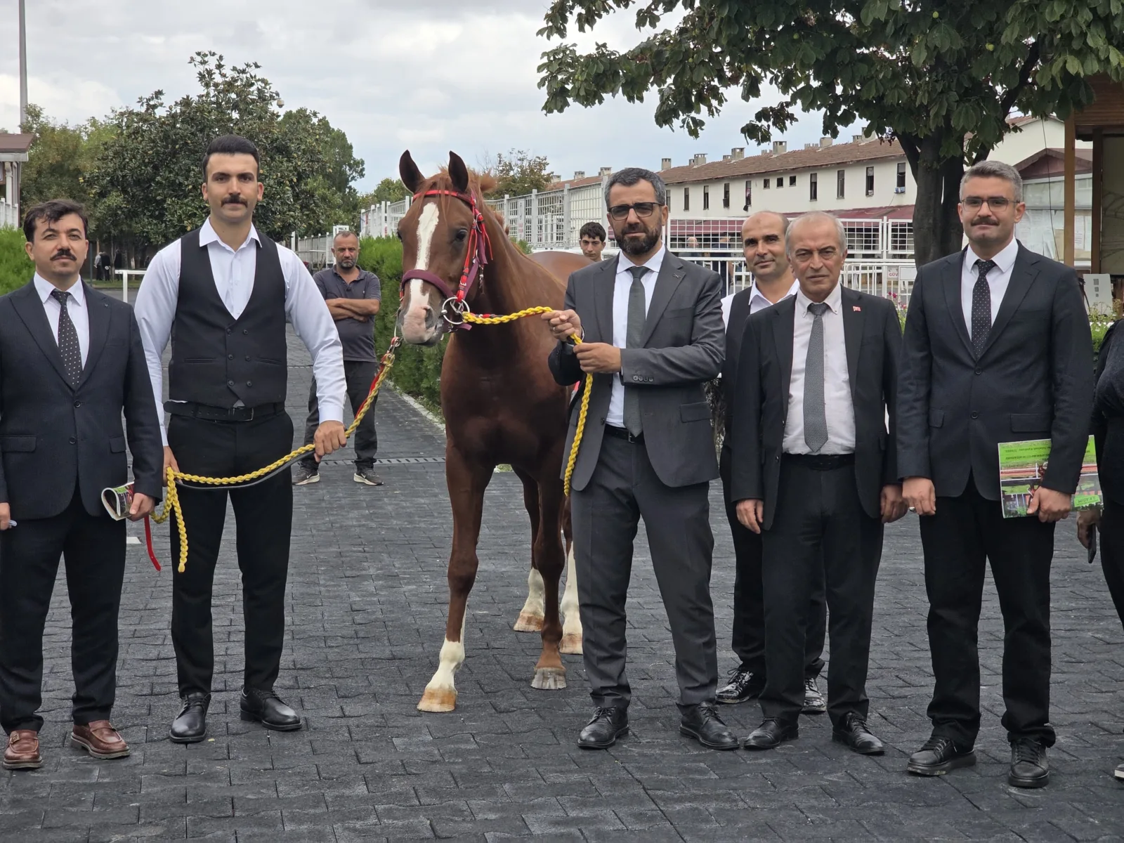 İstanbul’daki açık artırmada satışa sunulan 15 elit erkek taydan 13’ü
