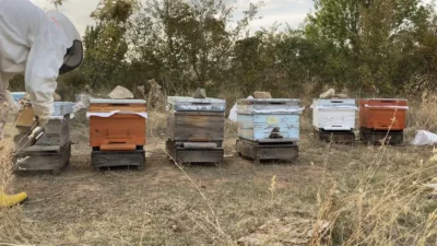 Yüzlerce arının soktuğu Nuri Toğantemur, tedavisinin ardından taburcu edildi; kaçmaya