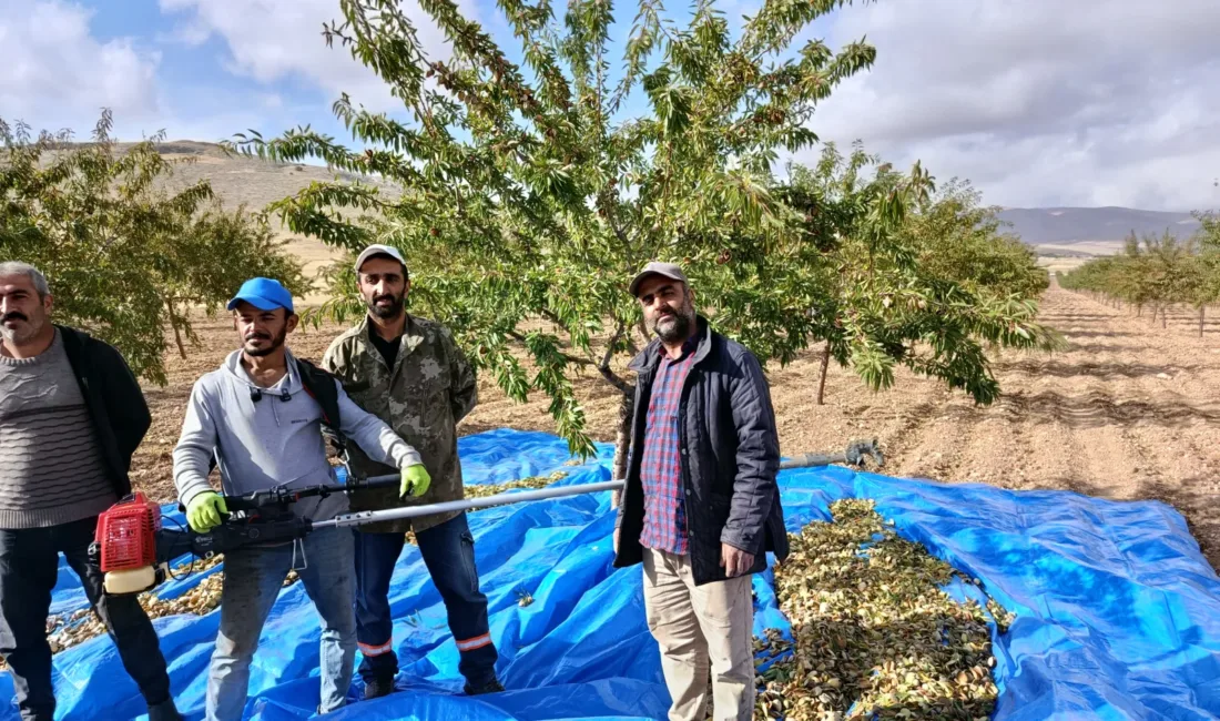Yeniköy’de 200 bini aşkın badem ağacından beklenen ürün için üreticiler