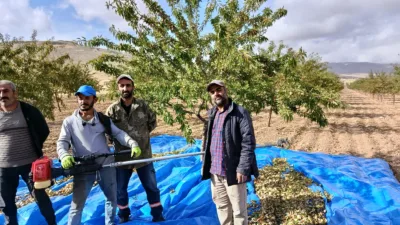 Yeniköy’de 200 bini aşkın badem ağacından beklenen ürün için üreticiler