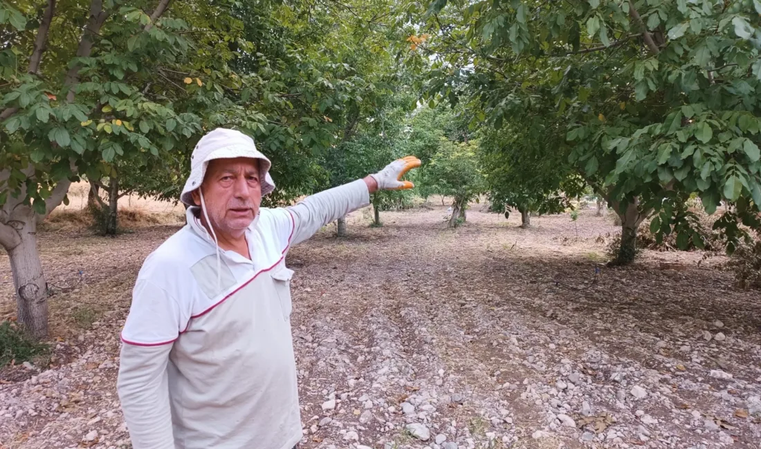Balaban Mahallesi’ndeki üretici Yusuf Eser, cevizin kayısıya alternatif gelir sağladığını