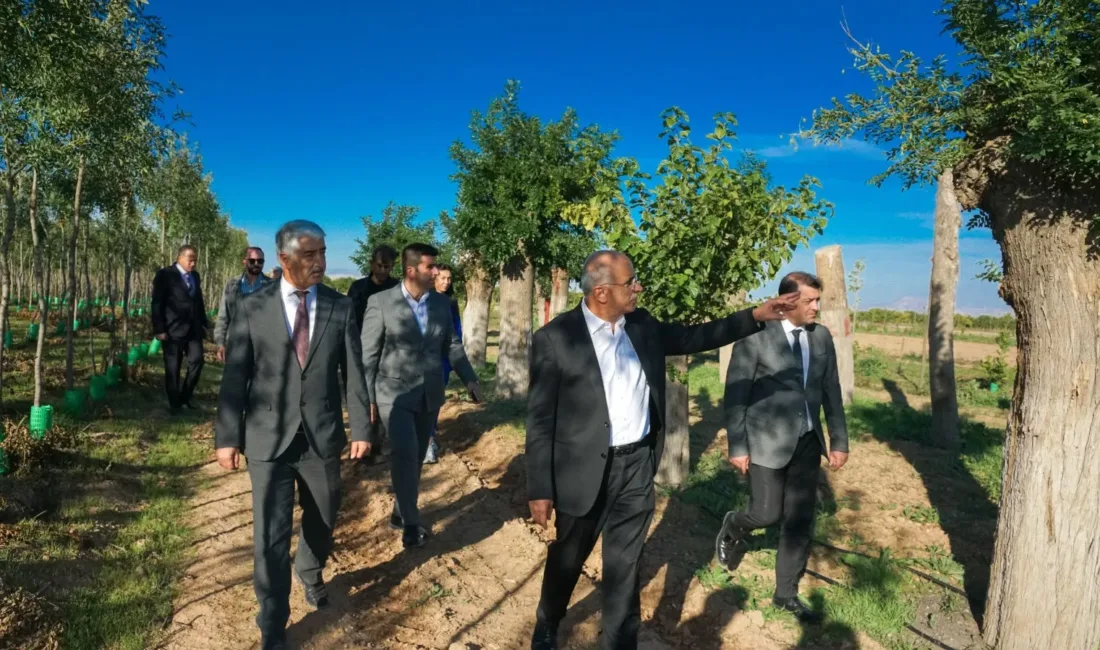 Fuzuli Caddesi’ndeki çalışmalarda taşınan ağaçların yaklaşık yüzde 80’inin yeniden yeşerdiği