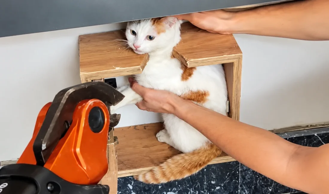 Battalgazi’de bir apartmanın posta kutusuna girerek mahsur kalan kedi, itfaiye