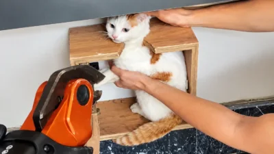 Battalgazi’de bir apartmanın posta kutusuna girerek mahsur kalan kedi, itfaiye